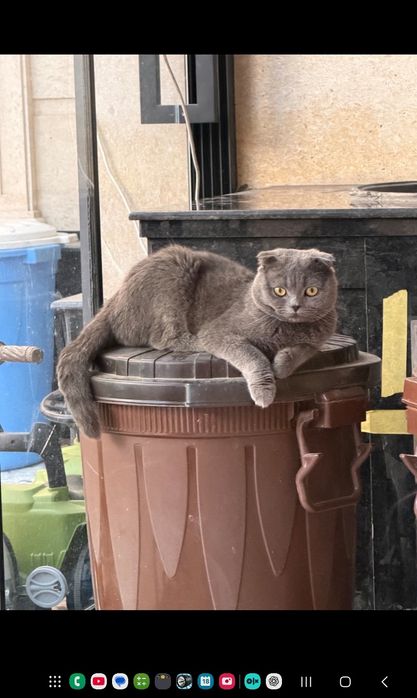 Продаются котята пародистие