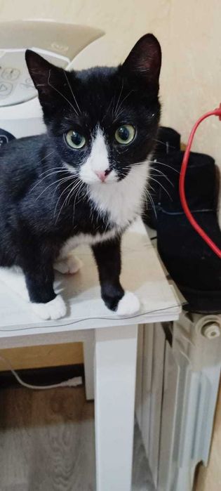 Ищем любящих хозяев!