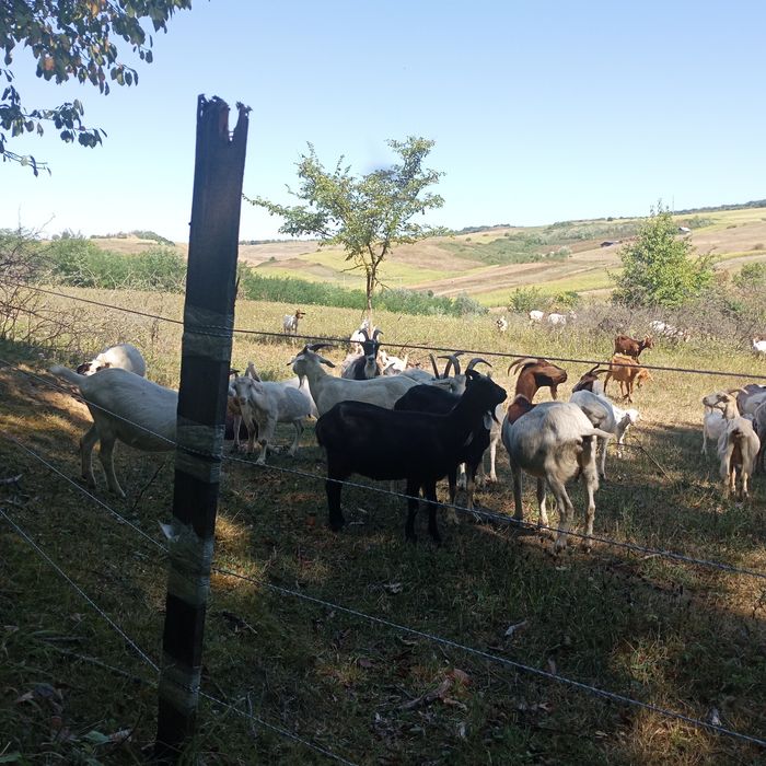 Vând capre și iezi