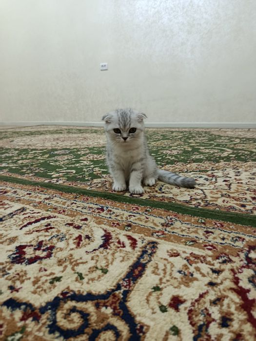 серебристая шиншилла