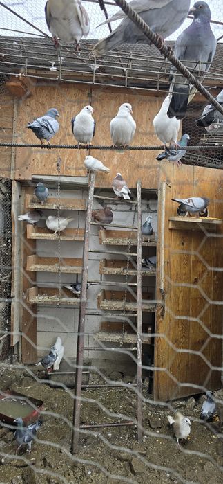 Porumbei voiajori si curcanasi