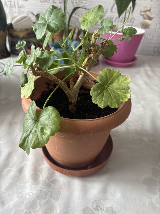 Комнатные цветы