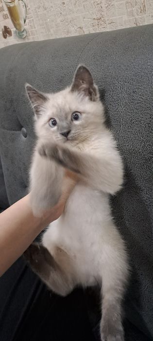 Сиамский кот мальчик