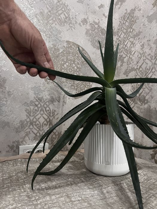 Алое вера алое вера