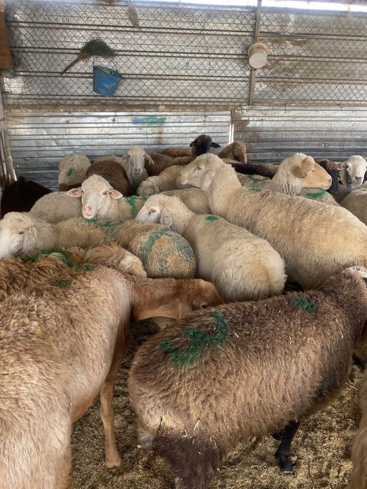 Қой кой тоқтылар сатылады