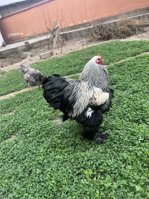 Tyomniy brama tovuq joʻjalari sotiladi.Narxi 40000 so’mdan