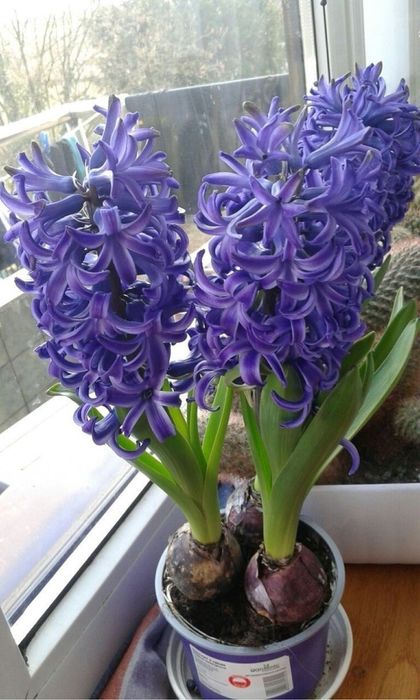 Тойбастар комнатные цветы