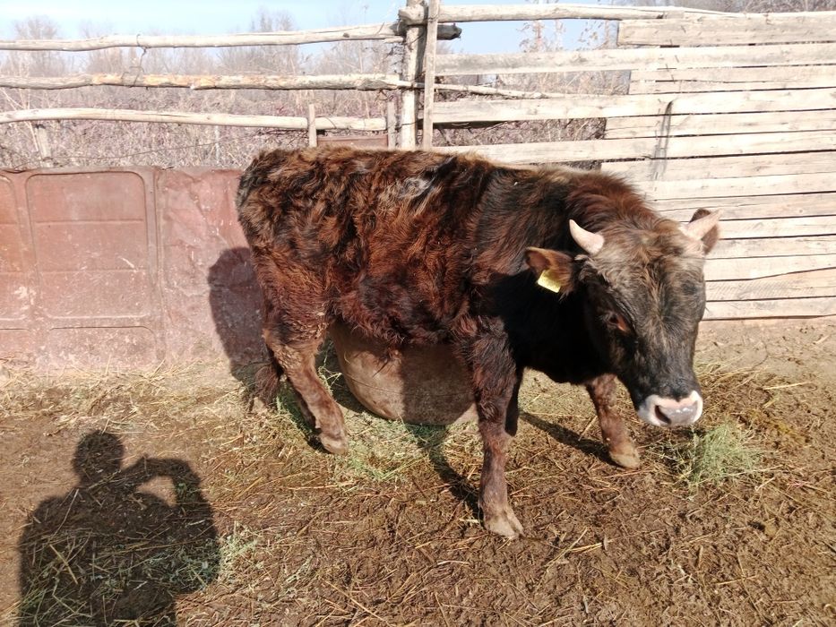 Продаю быка в откорме