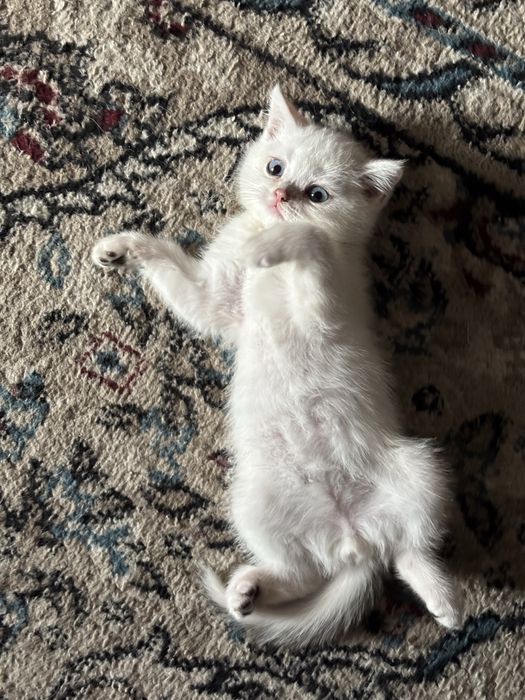 Котята породы шотланской шиншилы
