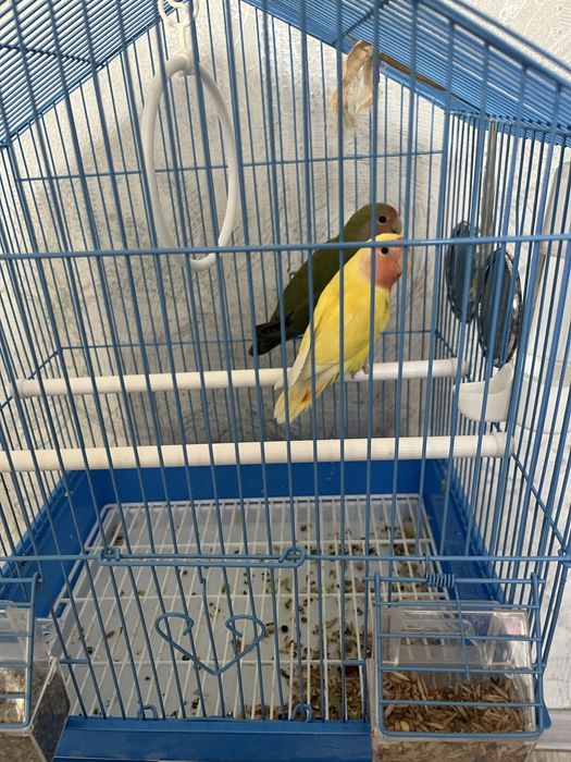 Продам попугаев. Неразлучки. Очень умные. Не шумные.