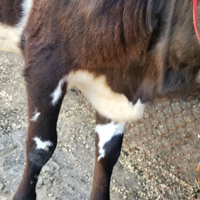 Семиз кашар кашар