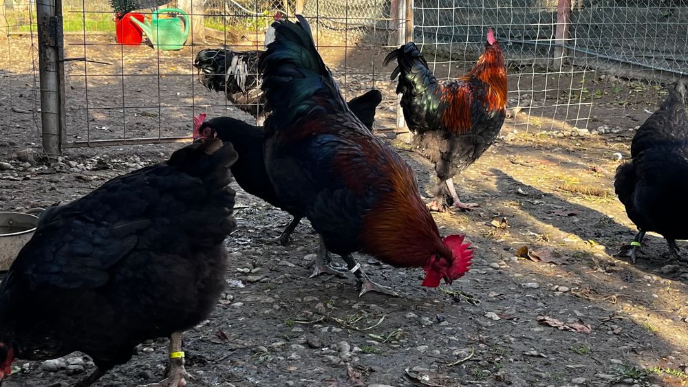 Marans oua de incubat