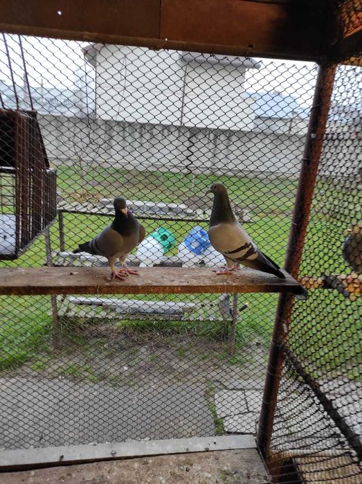 Porumbei voiajori, maraton extrem, pentru matca