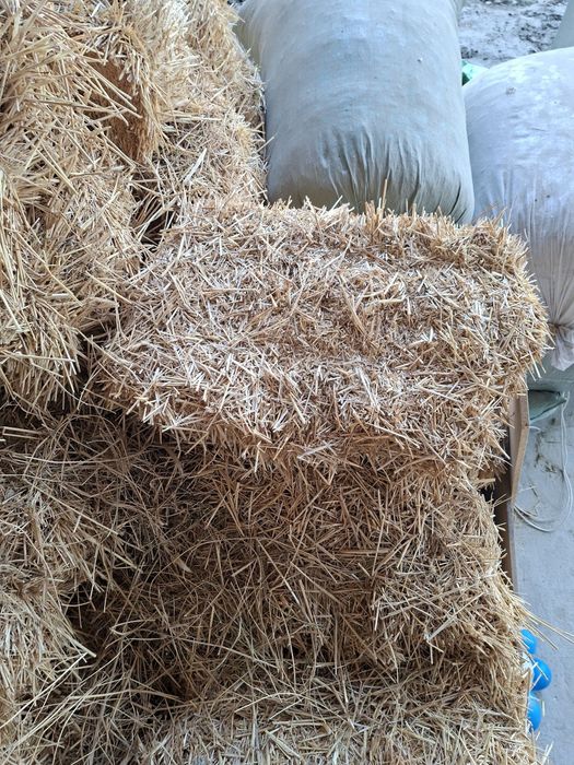 Samon priz sotiladi 20 mingdan