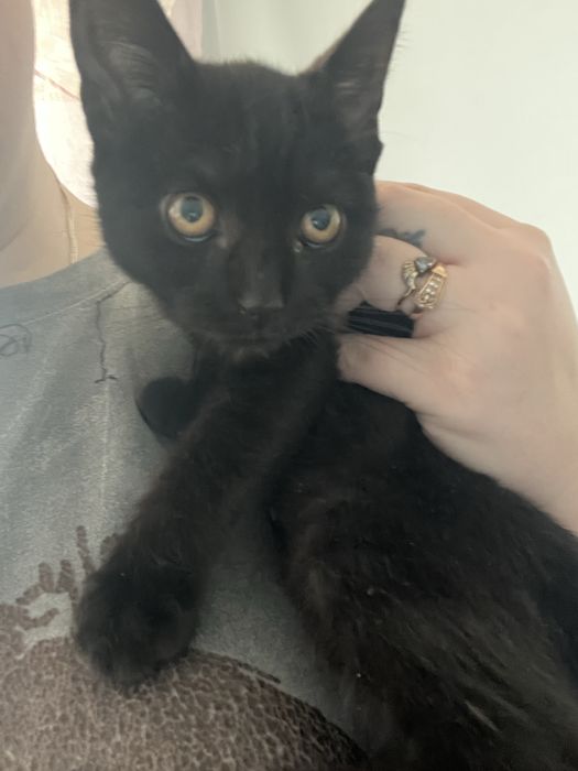 Отдам котенка (девочка)