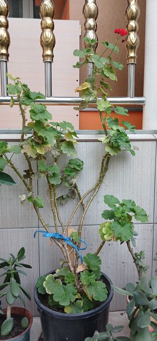 Продаются комнатные цветы алое и другие