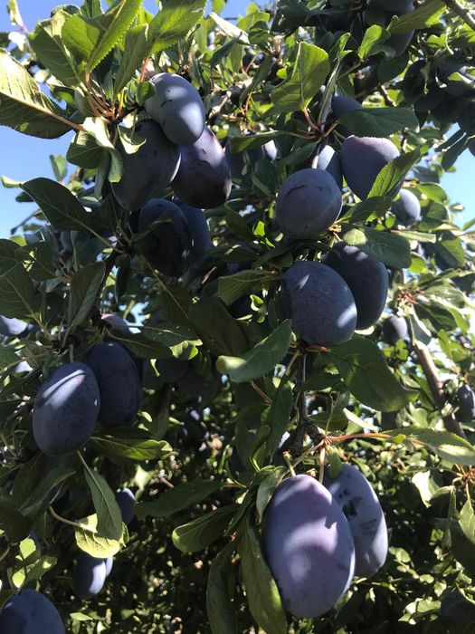 Prune de vanzare