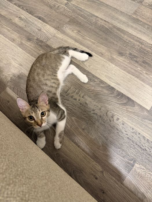 Отдам в добрые руки котенка мальчик