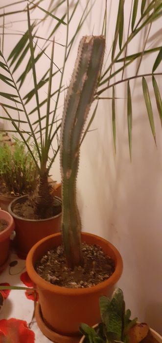 De vanzare cactus