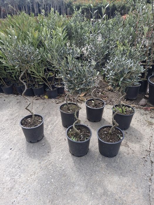 Vând plante ornamentale și livrez