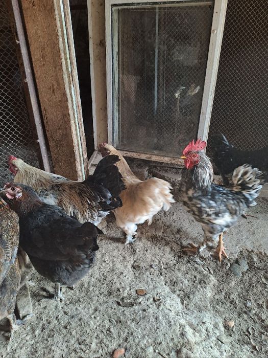 G‘o'rozlar sotiladi