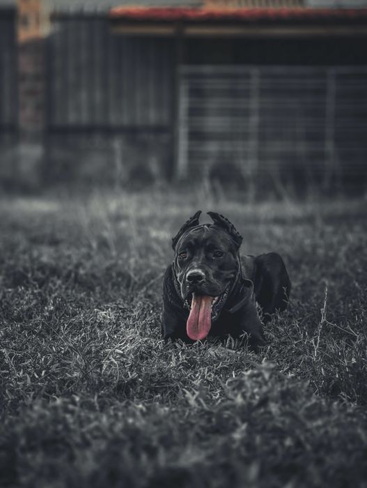 Продам Cane Corso