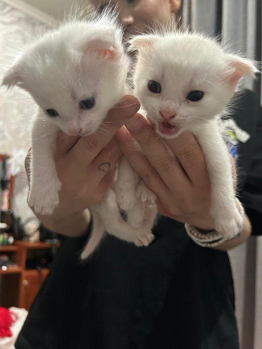 Продам котят белых