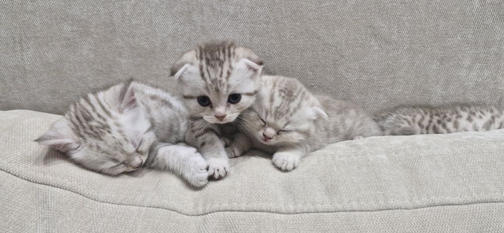 Продаются котята шотландцы