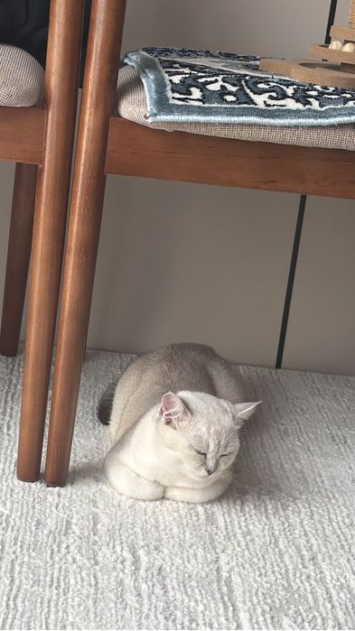 Кошку девочку в хорошие руки отдам