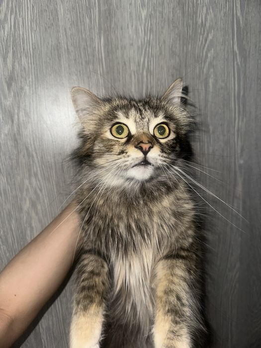 Красивые котята в добрые руки