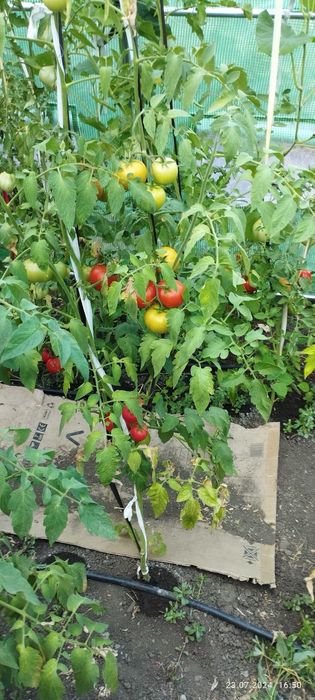 продавам 3 оранжерии 80кв.м.