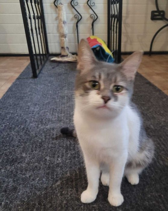 Adoptie motanel superb de 11 luni-VACCINAT STERILIZAT