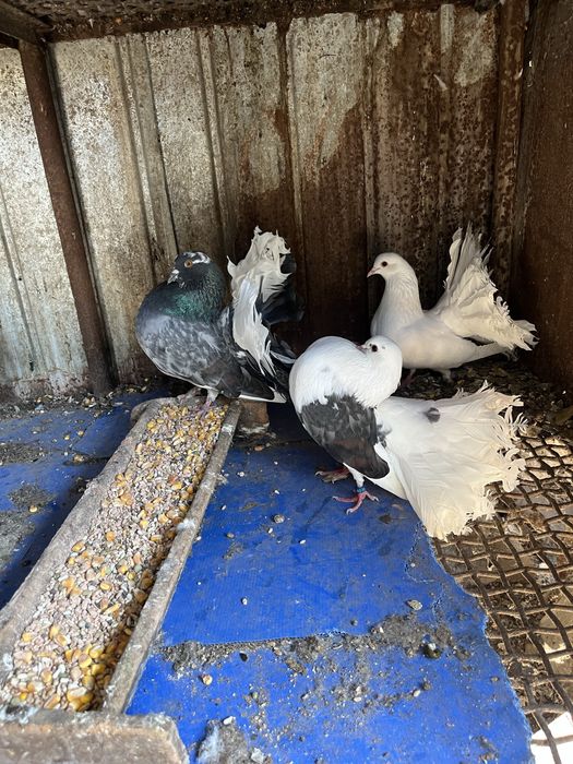 Vand porumbei rotati