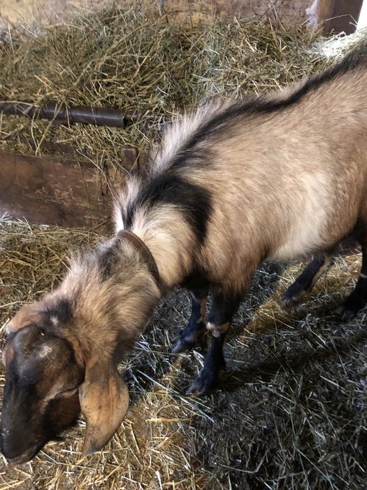 Vand Țap  Agro Nubian