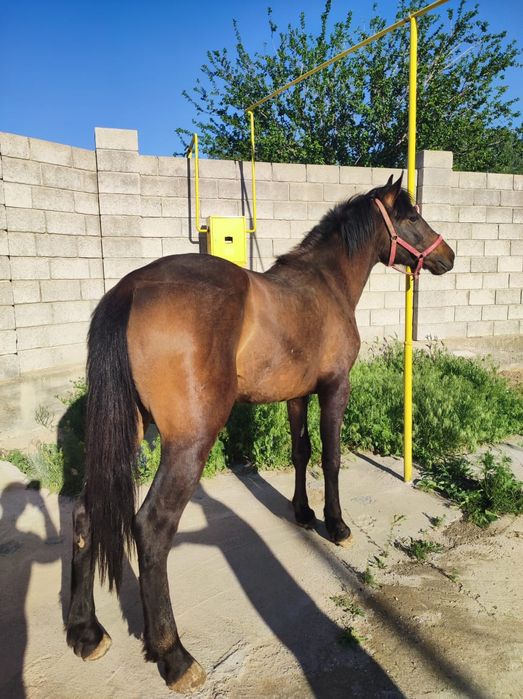 Торт жасар жылкы сатылады