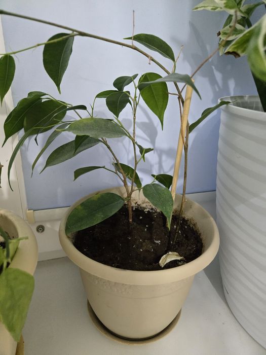 Комнатные растения