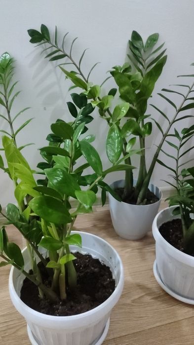 Долларовое дерево; Алоэ.