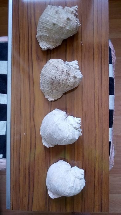 Морские ракушки.