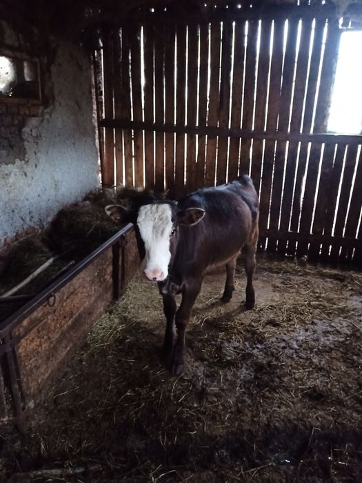 Vând vițel (junică) și vițel