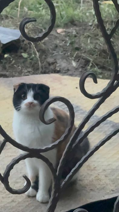 Muwu sotiladi srocna