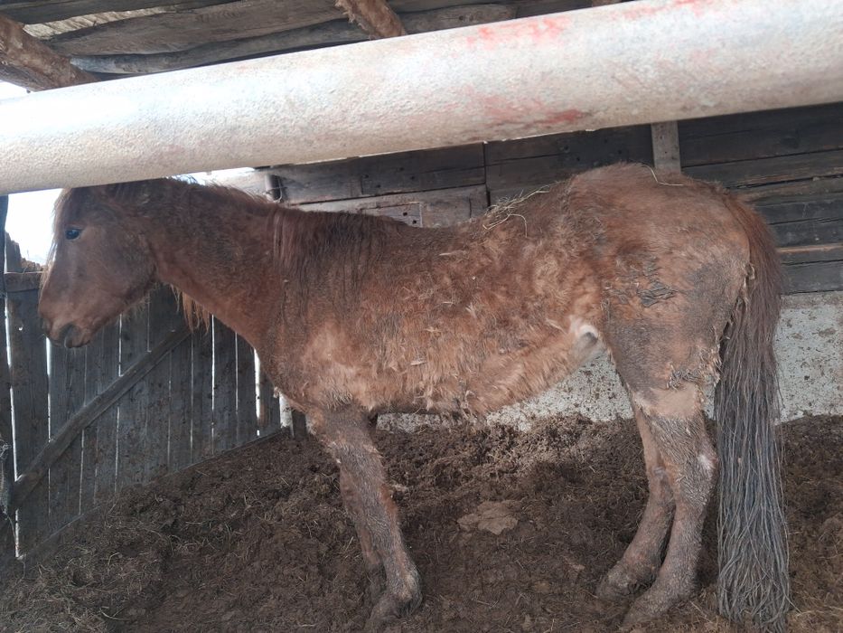 6 жасар бие сатылады