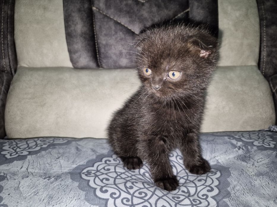 Продаются котята!