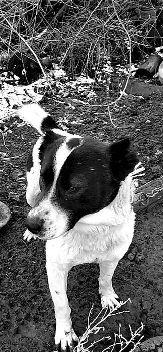 Алабай, мықты төбелесед