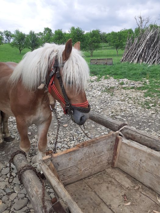 Mânz de vanzare de 3 ani Salva