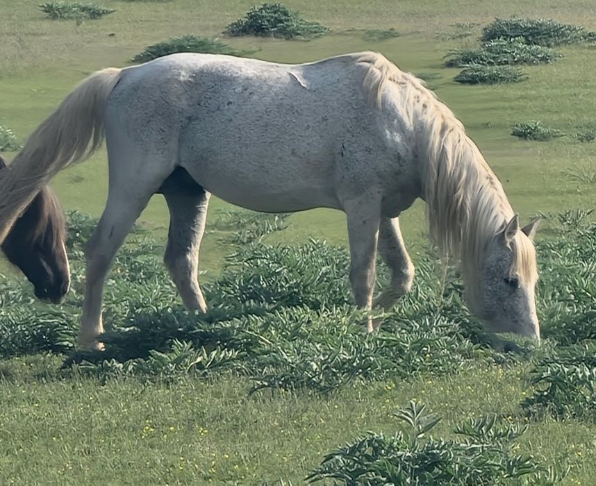 Айғыр бар жуас үйірге жақсы