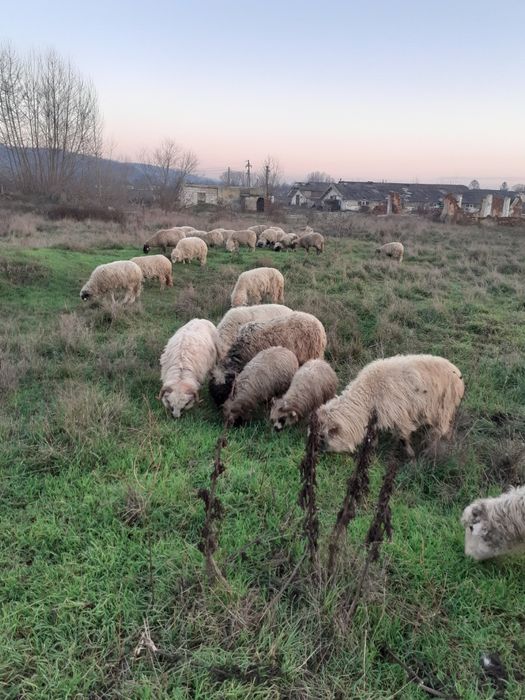 Vind sau schimb 20 oi