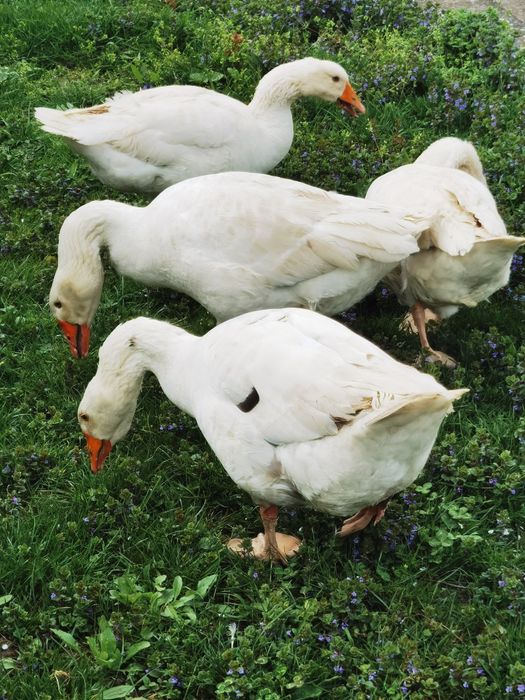 Vând două perechi de gâște tinere de 1 an
