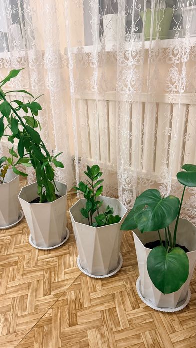 Цветы в горшках готовые