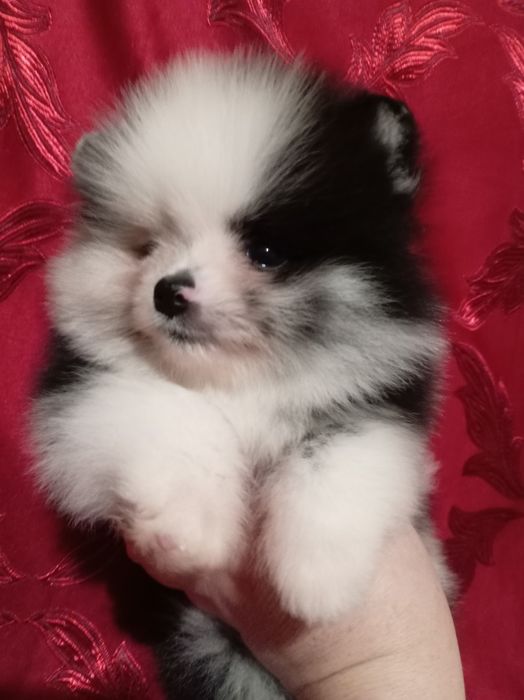 Продам щенка шпица