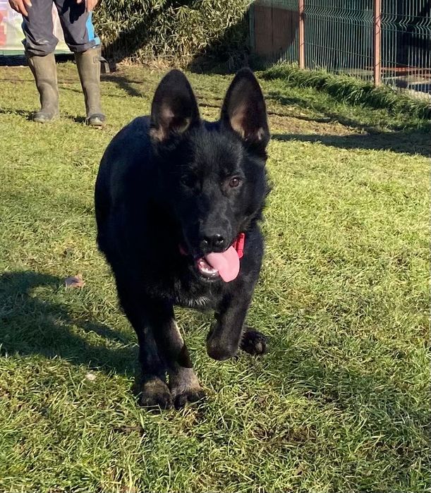 Pui ciobănesc german linie de lucru